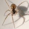 Tenuiphantes tenuis